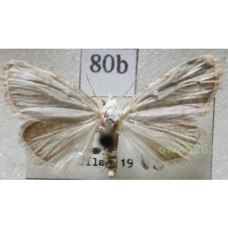 Nola aerugula (Hübner, 1793) Czech80b